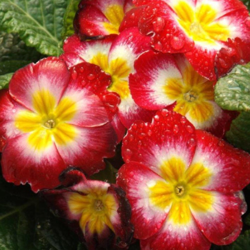 Flower Primrose Bi-colour