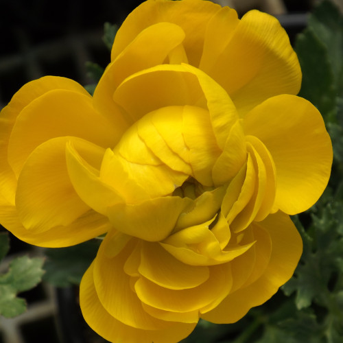 Ranunculus Mache yellow flower