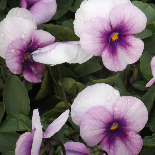 Viola Sorbet Flower for winter in South Africa